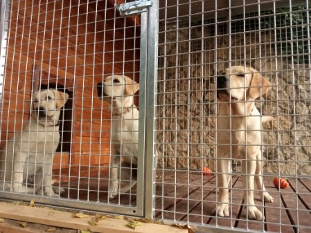 3 cucciollotti di Labrador dentro un box in rete zincata pavimentazione in legno.