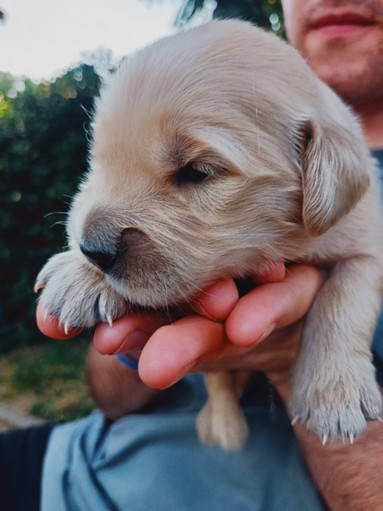 cucciolo di cane di pochi giorni coccolato teneramente dalle mani del suo padroncino