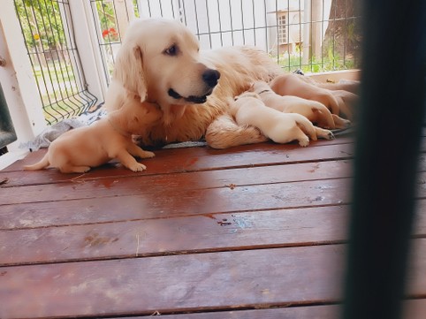 mamma Golden Retrever manto color miele, allatta i suoi 5 cuccioli