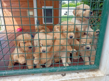 cuccioli nsti r cresciuti nel box hotel di falegnameria serena
