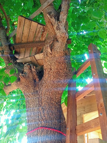 platea in legno su albero di alto fusto, scala verticale per salire