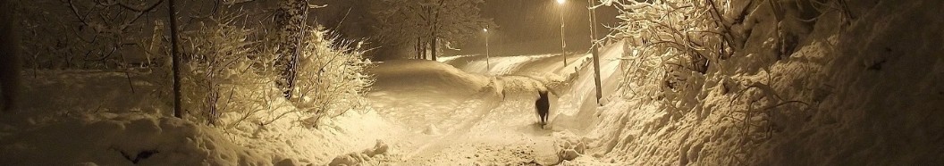 un cane passeggia di notte nella neve