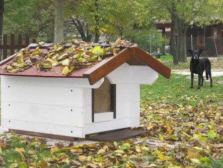 casetta per cane in legno stagione autunnale