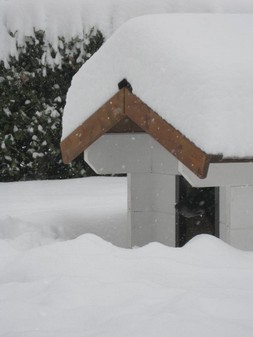 casetta del cane sepolta da abbondante nevicata dietro ad un cumolo di neve alcalduccio della cuccia si intravede il muso nero di un cane.