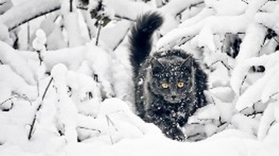come aiutare i gatti a superare l'inverno 
