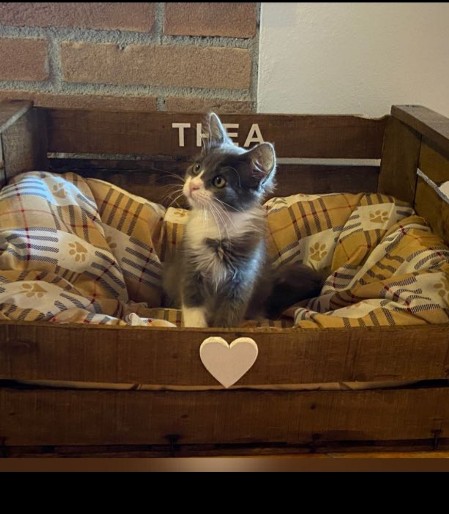 cat nest box