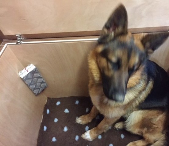Scopri qual è la temperatura ideale in una cuccia per cani durante l'inverno e come mantenere un ambiente caldo, asciutto e sicuro