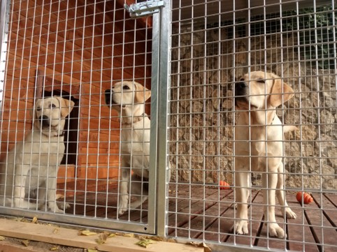robusta e sicura recinzione in area sgambatoio per cani